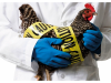 Рекомендации ветеринарной службы ХМАО-Югры по недопущению распространения птичьего гриппа